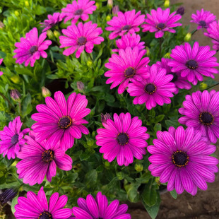 Qingzhou Wholesale Potted Landscape Marigold Large Hibiscus Courtyard Home Planting Flower Seeds Flower Seeds