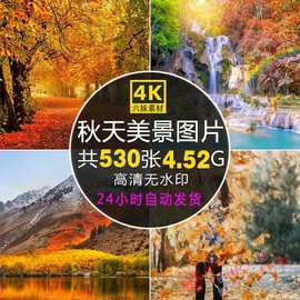 4K高清秋天美景图片落叶树林自然风景摄影电脑2K手机壁纸照片素材