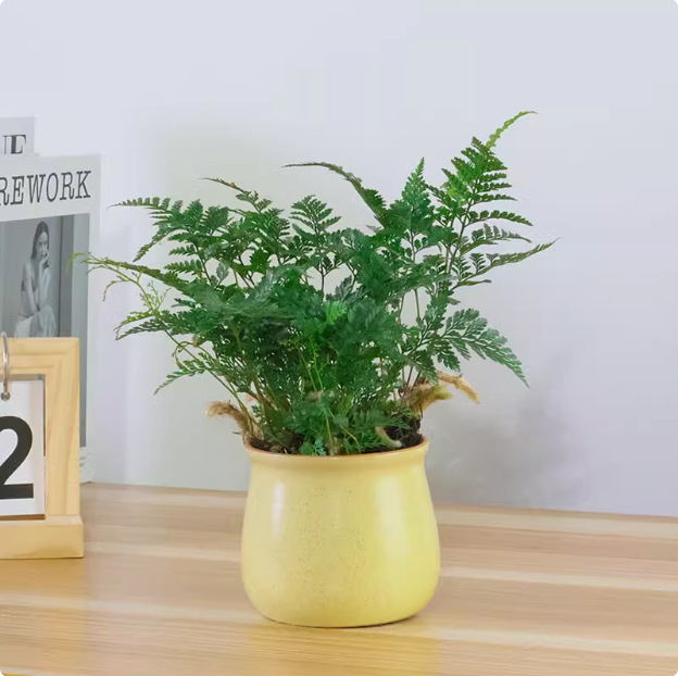 Salón de estar, escritorio de estudio, plantas verdes, resistencia al frío, resistencia a la sombra, fácil mantenimiento de hoja perenne.