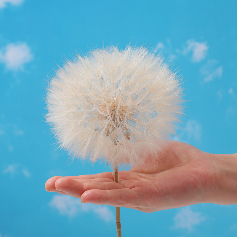 巨大なタンポポドライフラワー不滅の花接着剤原料 diy 装飾花クリエイティブイラスト花瓶写真小道具|undefined