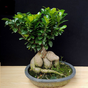 �˅��Ŵ�С�Ř�̨����Ƥ�žGֲ���Ի��ܸ������辰�k�����ܘ�