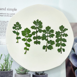 ������؈ץ�~ֲ����˱�DIY���z���|��޹���/����Ę���bɻ�