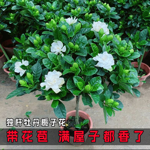 �d�ӻ����Ի���ֲ���҃Ȏ������̨ˮ��Gֲ�����ʹ�����ļ����B