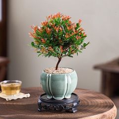 中式竹柏小盆景绿植创意陶瓷花盆简约家用桌面客厅专用花卉种植盆