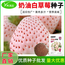 批发奶油白草莓种子四季盆栽菜园水果牛奶草莓种籽当年新种芽率高