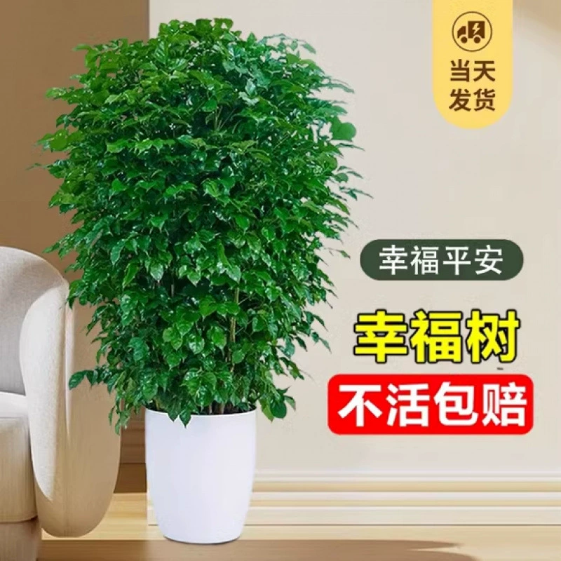 Счастливое дерево гостиная большие горшечные растения