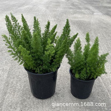 ��β���T������ֲ��ͥԺ���@�̨��̨�Gֲ�ļ����G�^�~���R����