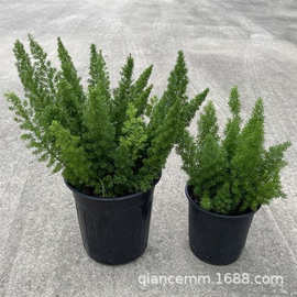 狐尾天门冬盆栽植物庭院花园阳台柜台绿植四季常绿观叶花镜花苗