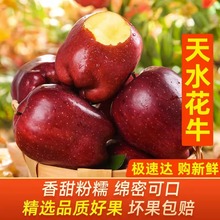 甘肃天水花牛苹果5斤新鲜水果正宗红蛇粉面刮泥苹果多规格可选
