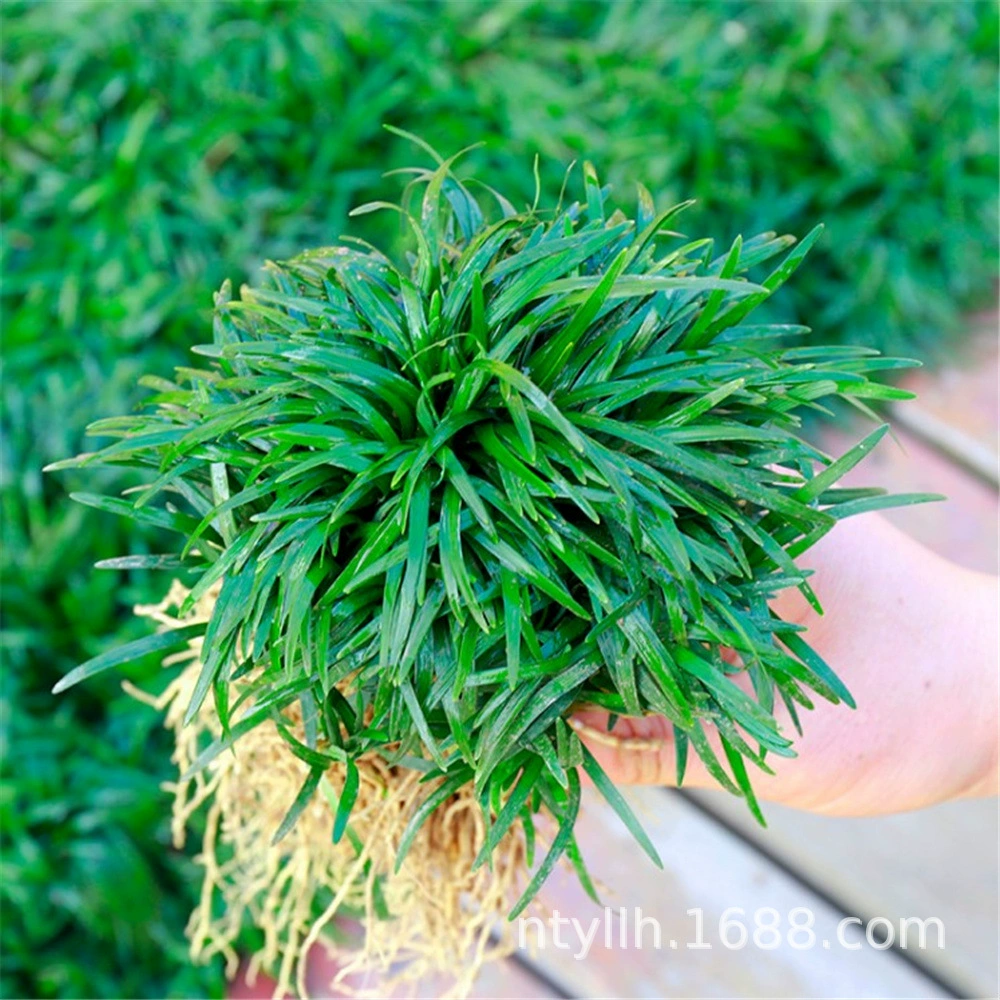 Двор растение японский карлик Пшеница зимняя трава Юлонг трава вечнозеленая круглый год долго не высокая топтать устойчивый коротколистная Пшеница зимняя трава