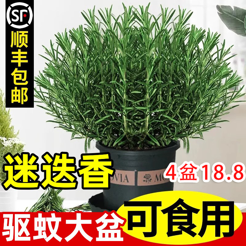 Potted Rosemary, Edible Fresh Large Thyme Plants, Used for Steak, Baking, Cake Decoration, Aromatic Herbs, Mosquito Repellent, Green Plants Potted Rosemary, Edible Fresh Large Thyme Plants, Used for Steak, Baking, Cake Decoration, Aromatic Herbs, Mosquito Repellent, Green Plants