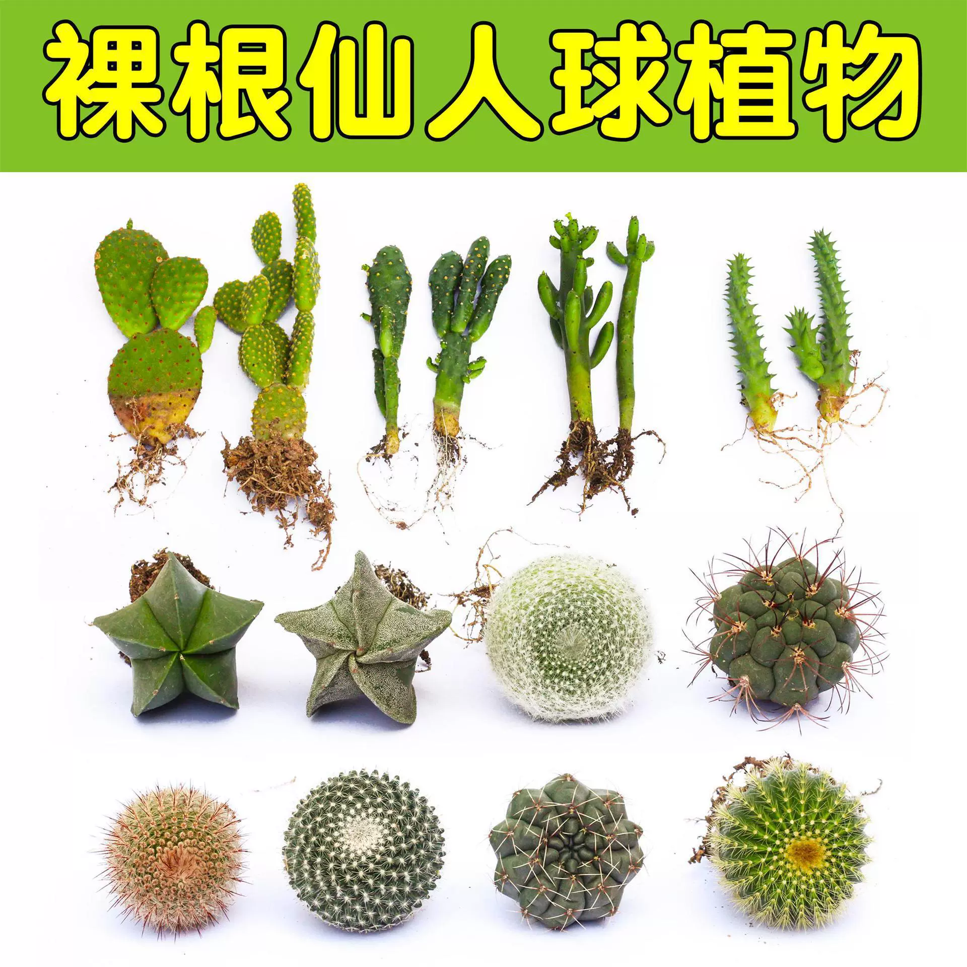 仙人球盆栽多肉植物组合仙人掌办公室桌面净化空气肉厂家直销外贸