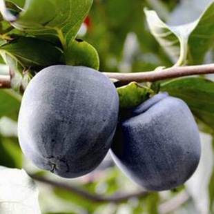 ����������l��Ʒ�N���Ә��� ���ں����Ә��� �޽Ӟ�Ƥ���N�����