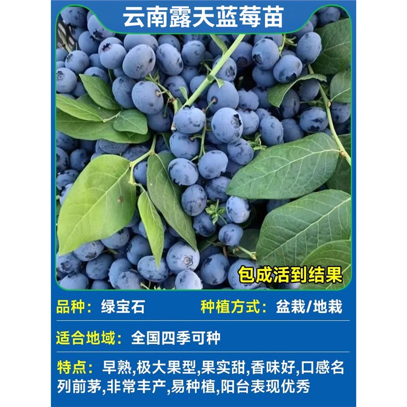 [폭발과일 배송을 위한 특대모종 선정] 에메랄드 화분(1갤런) 높이 70-80cm