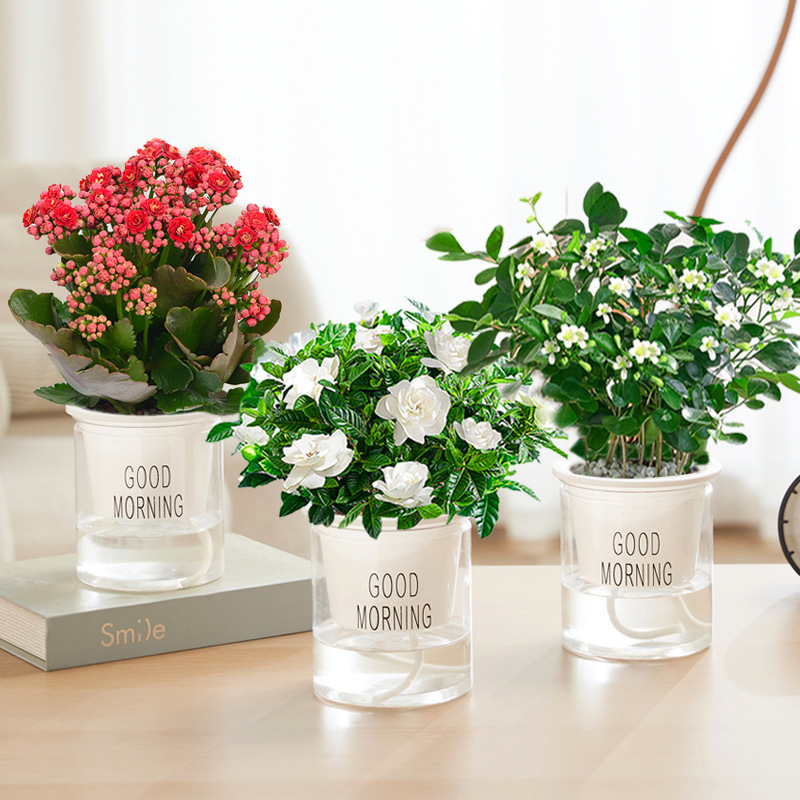 카멜리아 + 치자나무 + 구리향(좋은 아침 화분) + 영양액