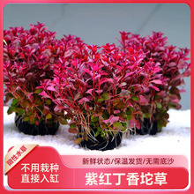 �ϼtõ�嶡�����ˮ��ˮ���~�󾰼tɫ�~������������ݴ��~�t����