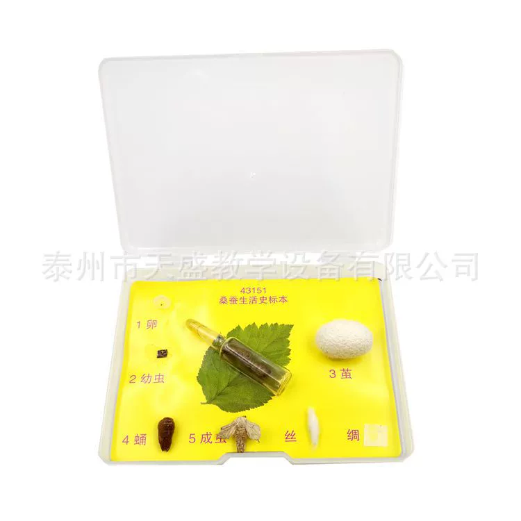 Шелкопряд История жизни образец 43151 начальной школы науки биологического образца учебного инструмента