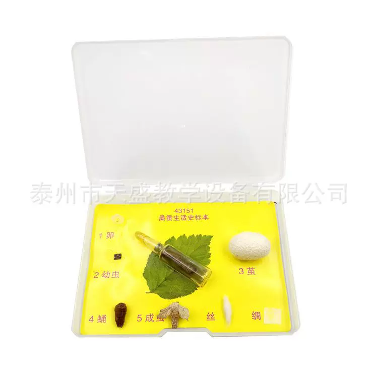 桑蚕生活史标本 43151 小学科学 生物标本 教学仪器
