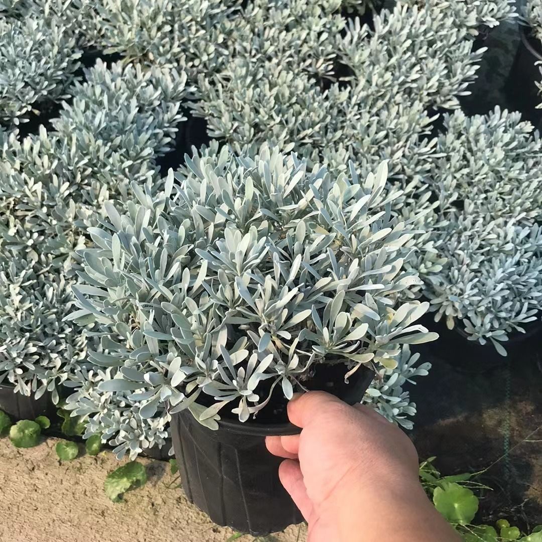 【四季常青】芙蓉菊盆栽阳台庭院银色菊花户外花园植物耐热耐寒多