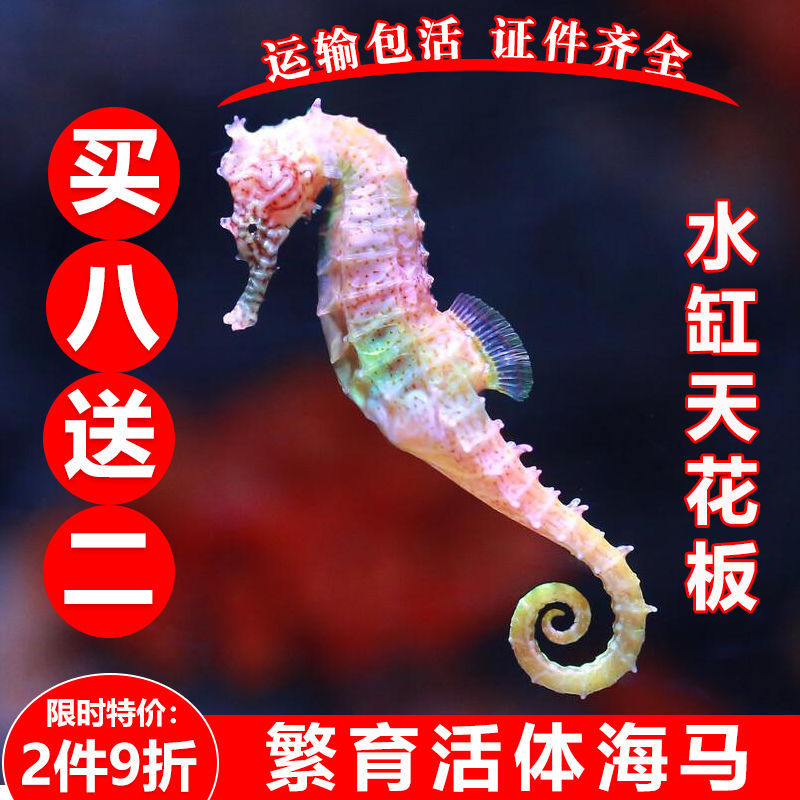 Easy-to-Keep Marine Pet Fish Colorful Ornamental Juvenile Seahorse Live Baby Seahorse Live Aquatic Seedling