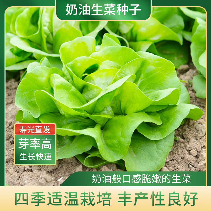 奶油生菜种子种籽四季沙拉小白菜阳台菜籽盆栽蔬菜孑菜种春季籽种