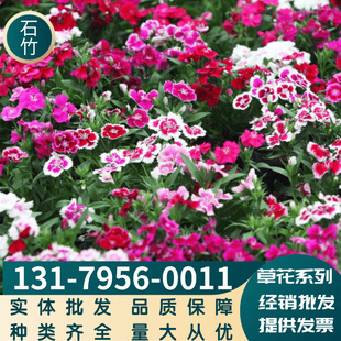 Wholesale Multicolored Dianthus Flower Changxia Dianthus American Dianthus Scenic Flower Sea Flower Balcony Large Favorably
