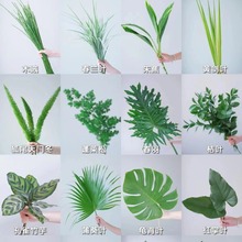 云南鲜花配花配叶婚礼叶材批发新鲜龟背叶栀子叶高山羊齿巴西叶