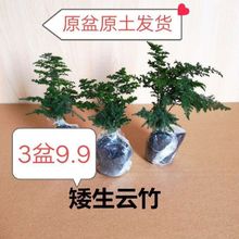 �����4��8.9��������������ɽ�辰�k��������С���Ժ��B�Gֲ