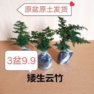 �����4��8.9��������������ɽ�辰�k��������С���Ժ��B�Gֲ