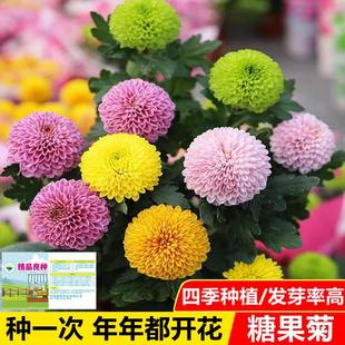 �ǹ��ջ��N��һ���ļ��_��ƹ����շN���߲�ƹ�Ҿջ��ܷN��ͥԺ��