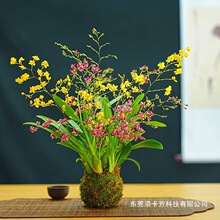 冬带花苞双色梦香文心兰苔藓球开花浓香好养年宵花 大苗香水兰