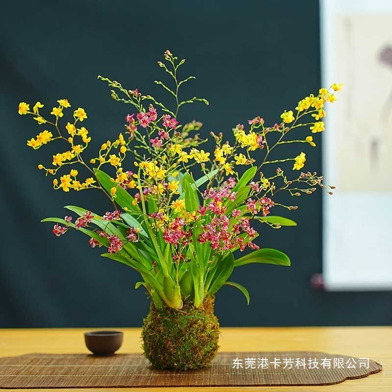 冬带花苞双色梦香文心兰苔藓球开花浓香好养年宵花 大苗香水兰