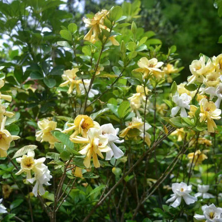 Dried Gardenia Flower (Gardenia jasminoides) — Yellow Zhi Zi Hua Herbal Tea, 500g quality and texture