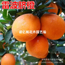 四川臍橙樹苗 雷波臍橙 橙子苗嫁接甜橙苗當年結果果凍橙水果樹苗