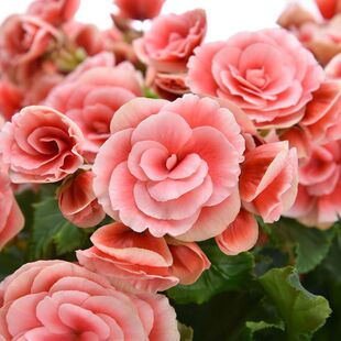 ���������Ի���õ�廨���ذ��̨ͥԺ�ļ��_���^���辰���B�׻�