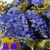 Wisteria seed multi -flower wisteria seeds Potted tree seedlings climbing vine plant hanging flowers seeds forest seed seeds