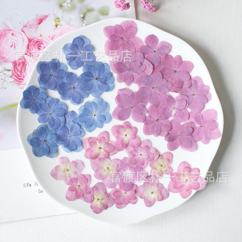 Natural Primary Color Multi-petal Double Hydrangea Dried Flower Drop Glue Drop Mobile Phone Case DIY Real Flower Coaster Embossed Photo Frame
