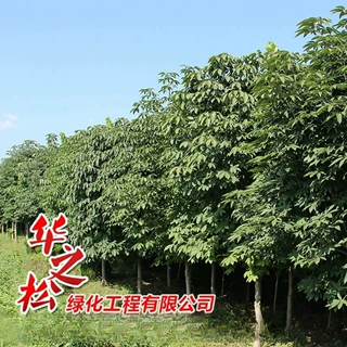 直杆茂密型七叶树 农村道路两旁绿化树木  园林苗圃供应