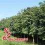 园林道路绿化直杆苗圃