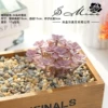 24 Nantian lotus implanted velvet purple (excluding pots)