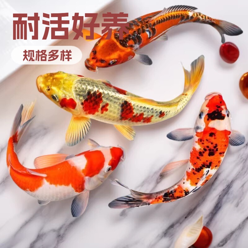 Koi Cold Water Purebred Goldfish Carp Fry Live Fish Freshwater Wholesale Ornamental Fish Durable and Easy to Maintain Koi Fish Farm