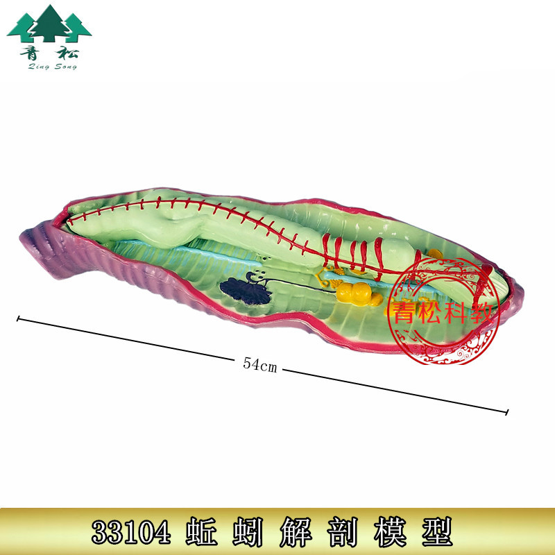 蚯蚓解剖模型 J33104 初中、高中生物实验器材 中学教学仪器