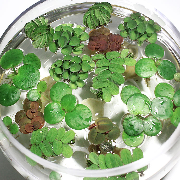 鱼缸水草植物浮性除no3净化水质微景观水族箱 种苗花卉网