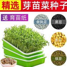 麻豌豆苗芽苗菜种子小麦草花生芽水培蔬菜植物萝卜香椿豆芽孑四季