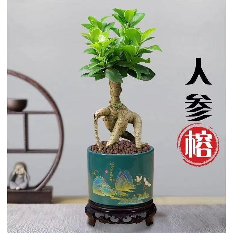 Banyan Tree Bonsai Indoor Balcony Shape Old Pile Money Tree Small Leaf Ginseng Banyan Potted Plant Purifies the Air and Is Good for Raising Green Plants