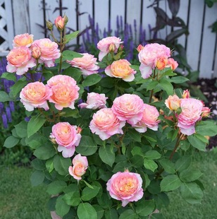 European Shrub Chagall Mark Chagall Rose Cut Flower Potted Ground Fragrant Flower Large Flower Multi-Color Variety