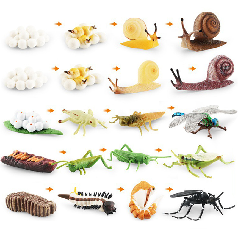 Simulación modelo animal juguete Caracol libélula mosquito saltamontes ciclo de crecimiento etapa vida cognitiva estática adornos