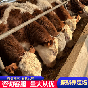 ��ţ���Bֳ�� �����Sţ�� ɽ��ʡ��ţ�كr�� �����Sţ��ţ��