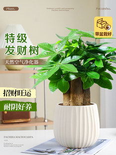 �ؼ��lؔ���҃ȾGֲ�ļ������k��������С�����ͶY��ֲؔ����B��