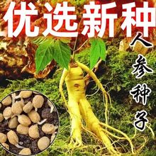 长白山人参种子正品野山参种子四季易种中药材易活室内观花卉盆栽